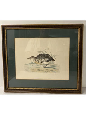Vintage Antique 1850s FO Morris British Birds Print Andalusian Quai Framed 14x16